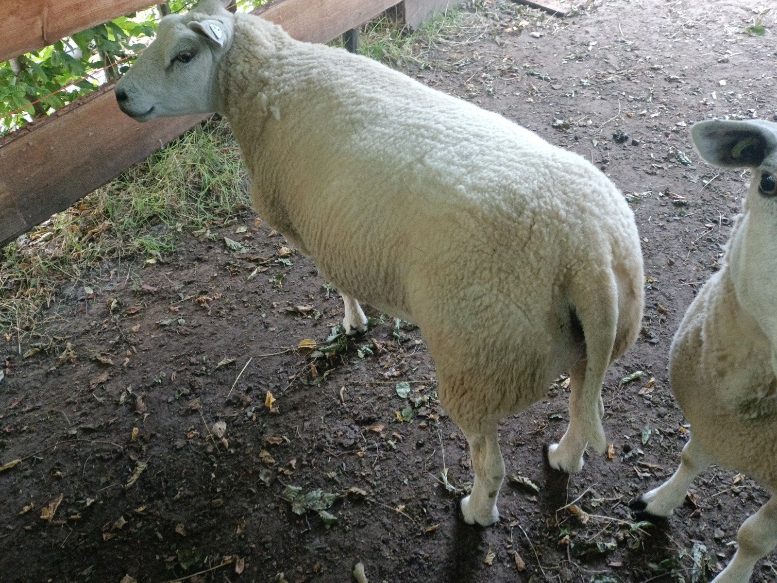 2 ooien texelaar swifter, Dieren en Toebehoren, Schapen, Geiten en Varkens, Vrouwelijk, Schaap