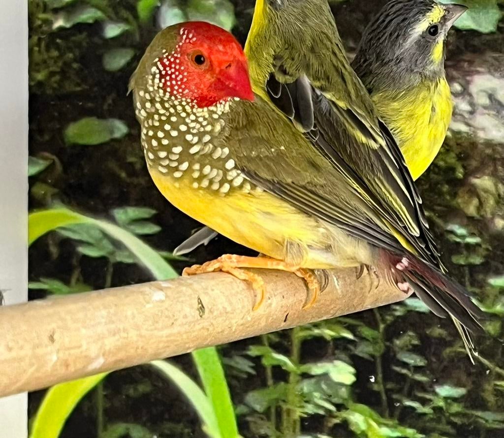 Binsenastrilde, Dieren en Toebehoren, Vogels | Overige Vogels, Mannelijk, Tropenvogel