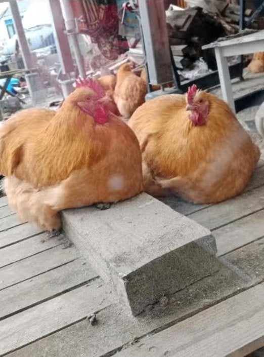 broedeieren Orpington; 1 euro per stuk., Geslacht onbekend, Kip