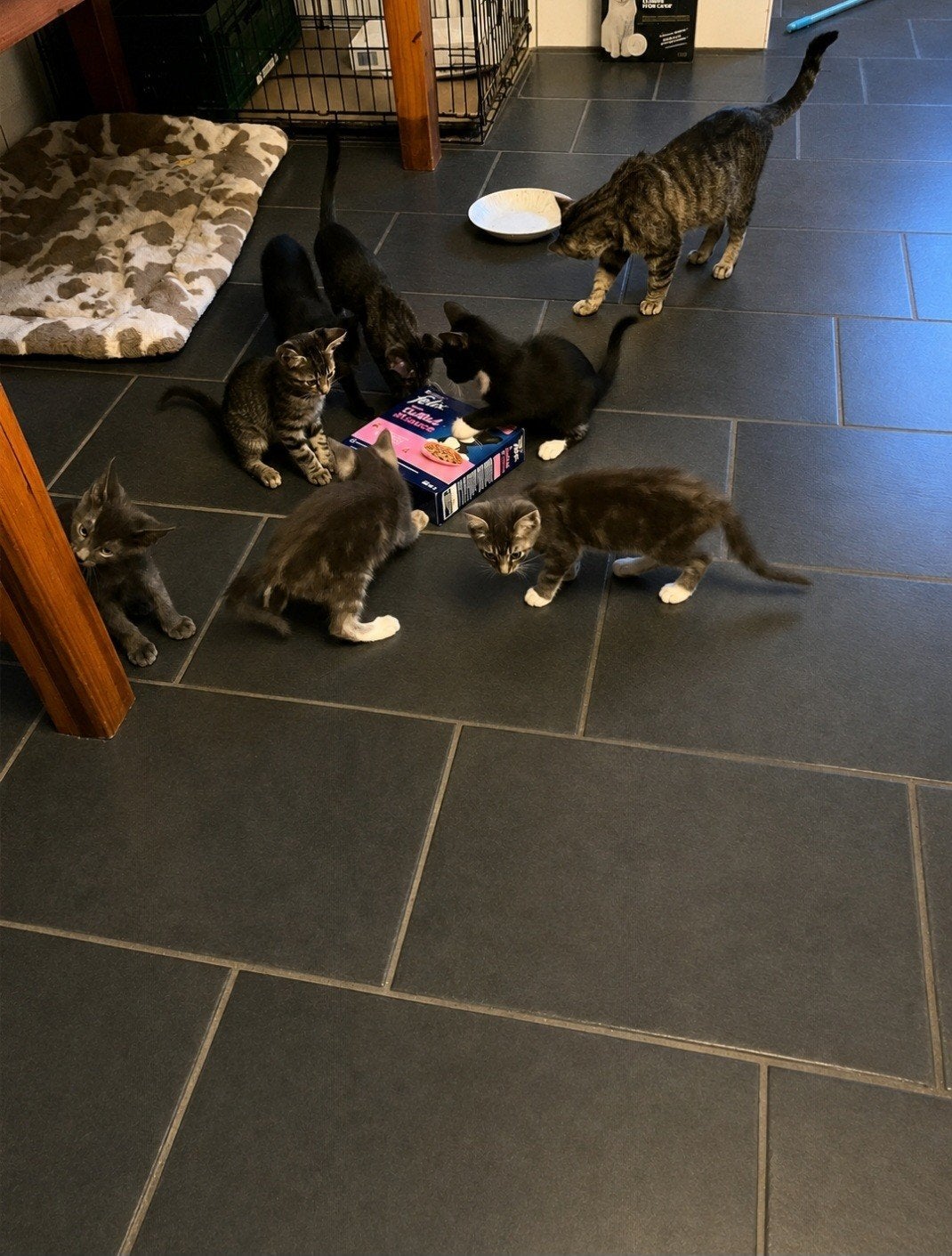 Leuke kittens te koop, Meerdere dieren