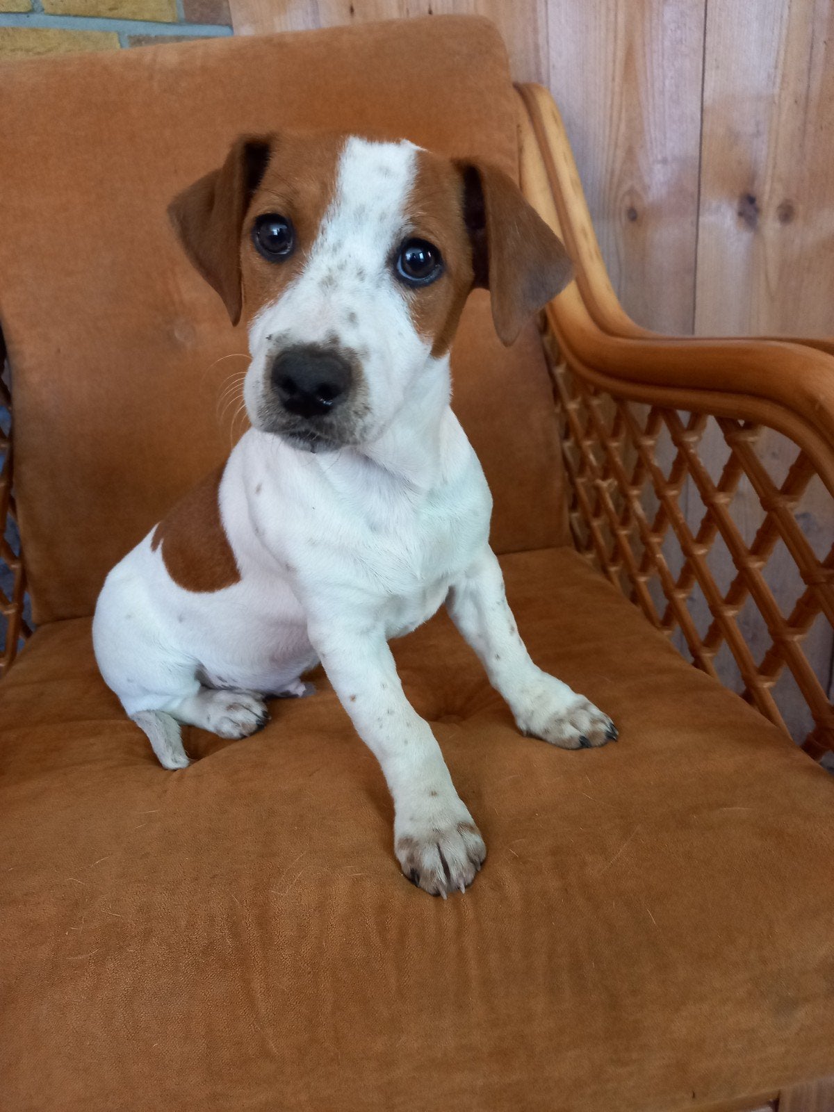 Jack Russel pups., Dieren en Toebehoren, Honden | Jack Russells en Terriërs, Parvo, Jack Russell Terriër, 8 tot 15 weken, Meerdere