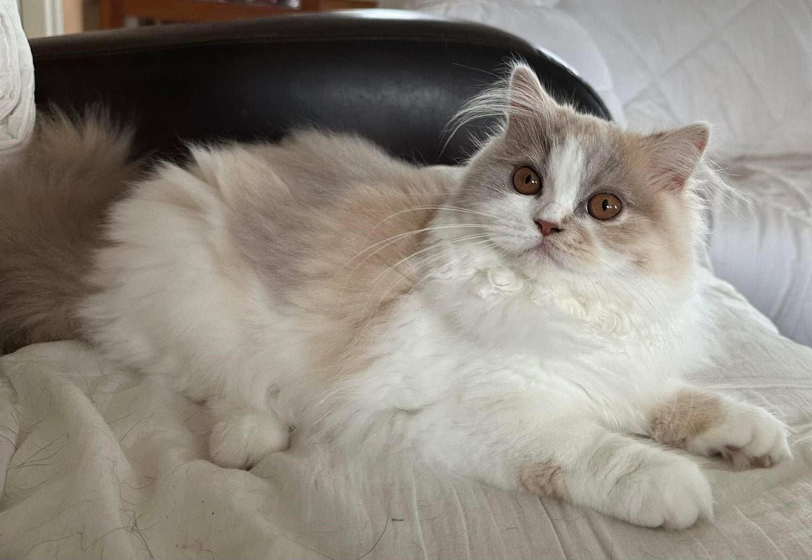 Brits langhaar poes, Poes, Met stamboom, 3 tot 5 jaar