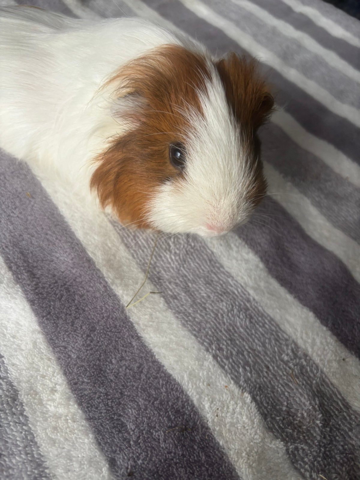 Super lieve tamme mooie cavia sheltie man beer 10maanden oud, Cavia, Mannelijk, November, Tam