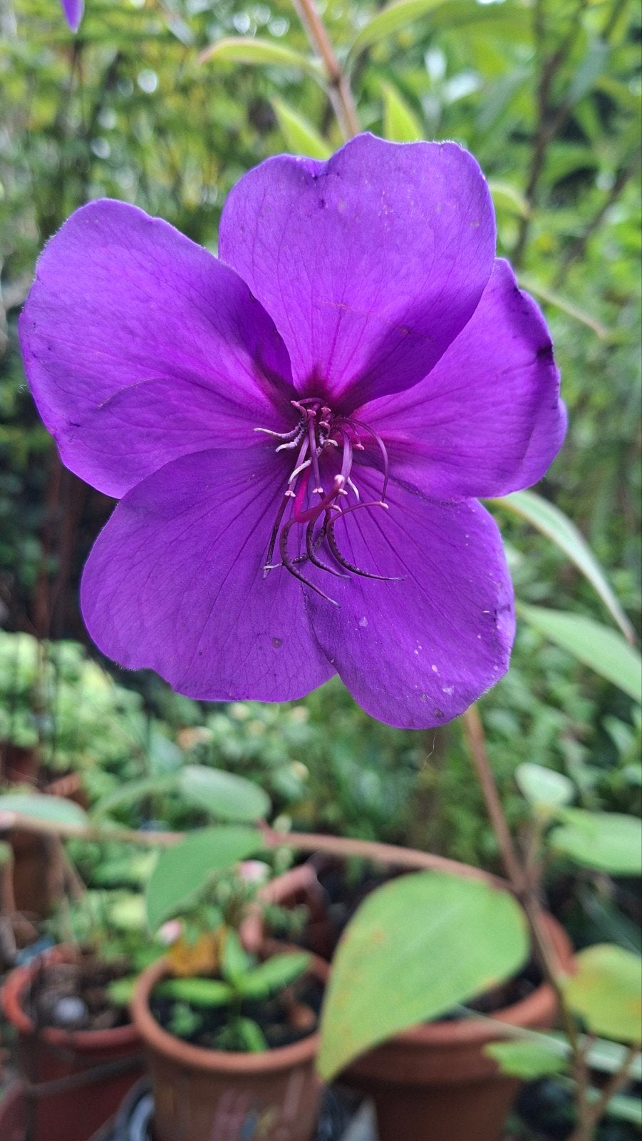 Mooie, grote Tibouchina struik., Tuin en Terras, Ophalen, Herfst, Volle zon, Overige soorten