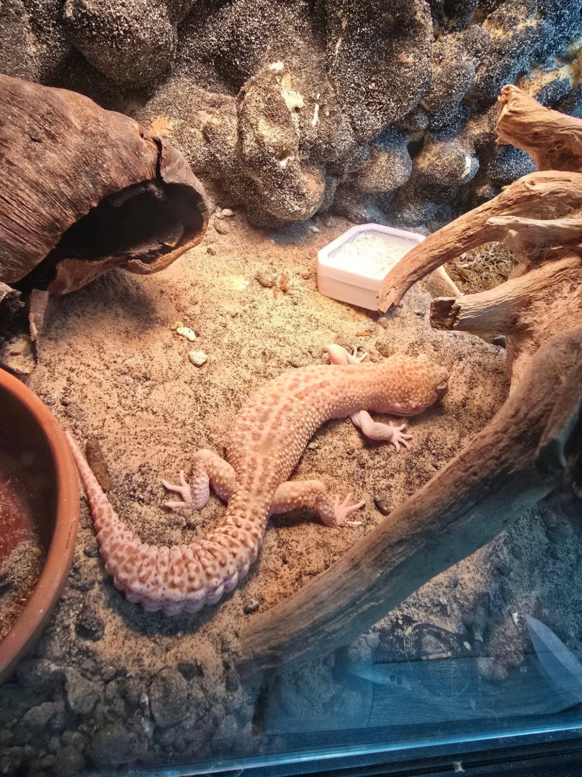 Luipaardgekko mannetje, Dieren en Toebehoren, Reptielen en Amfibieën, Hagedis, 0 tot 2 jaar