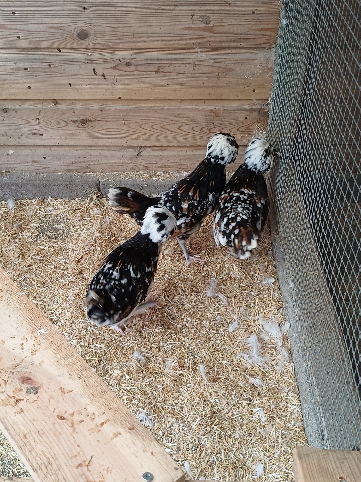 kuifhoen tolbunt hennen, Dieren en Toebehoren, Pluimvee, Mannelijk, Kip