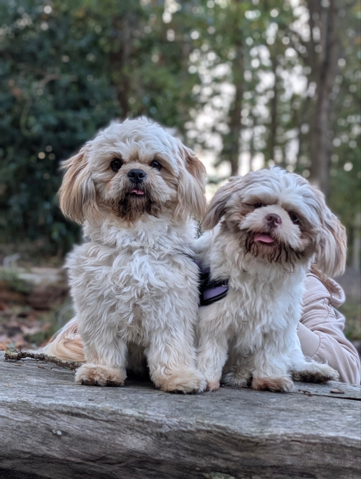 2 lieve Shih Tzu reutjes, CDV (hondenziekte), 1 tot 2 jaar, Meerdere, Nederland