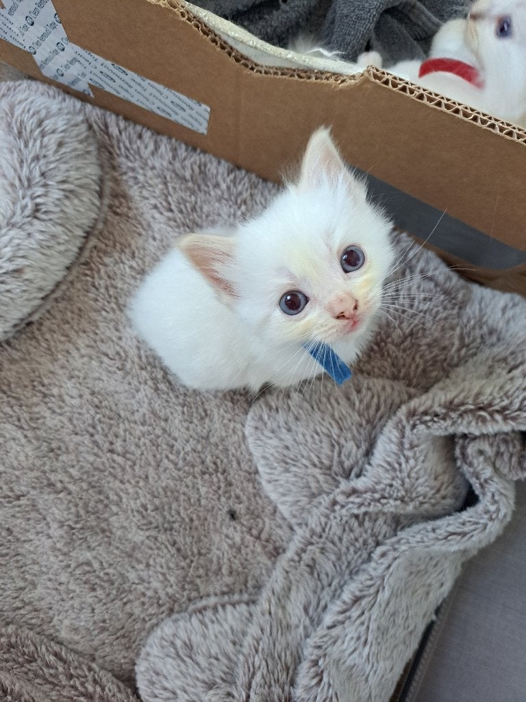 Ragdoll kittens, Dieren en Toebehoren, Katten en Kittens | Raskatten | Langhaar, Meerdere dieren, Gechipt, 0 tot 2 jaar