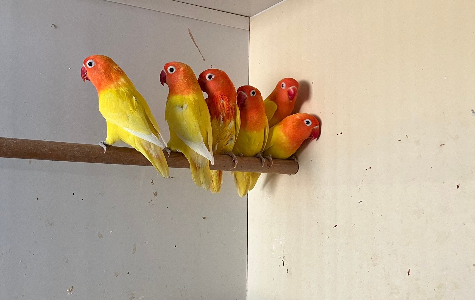 Agaporis Fischeri lutino opaline en DEC split ino, Meerdere dieren, Dwergpapegaai of Agapornis, Geringd