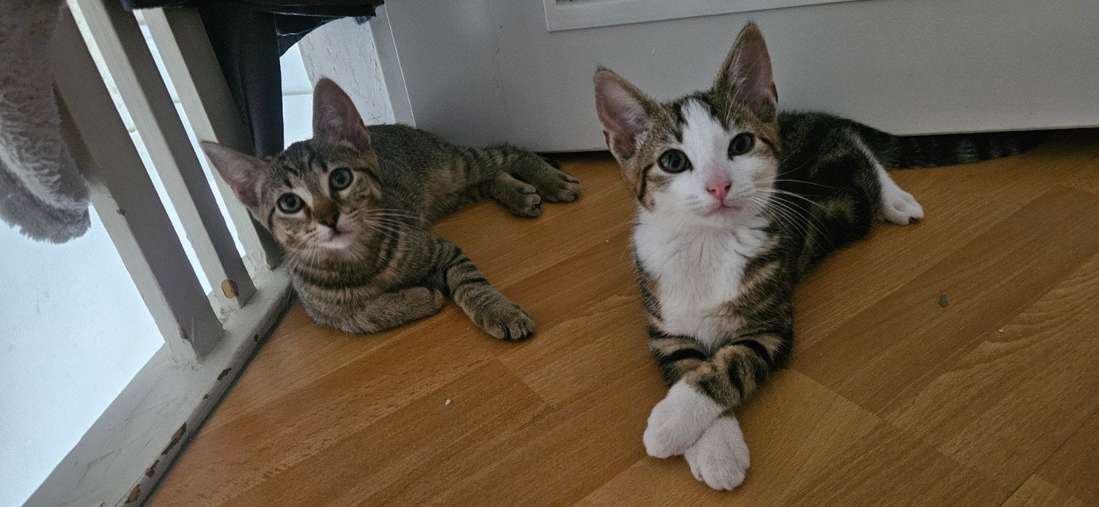 2 mannetjes zoeken 1 goude mandje, Dieren en Toebehoren