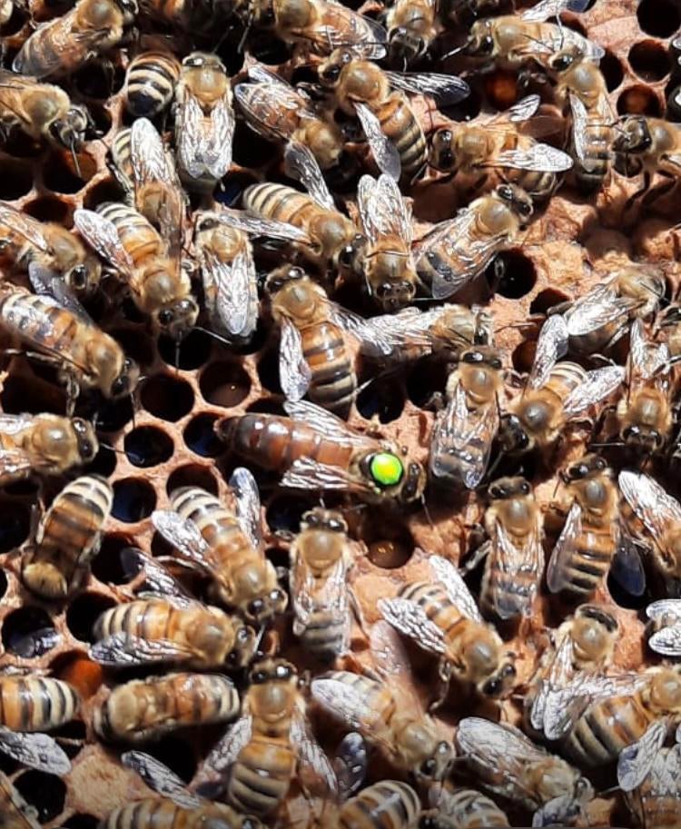 Buckfast f1 koninginnen, Dieren en Toebehoren, Insecten en Spinnen, Bijen