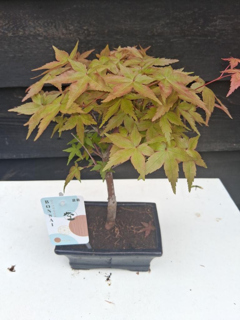 Bonsai acer s, Tuin en Terras, Planten | Bomen, Ophalen, Bloeit niet, Halfschaduw, Overige soorten