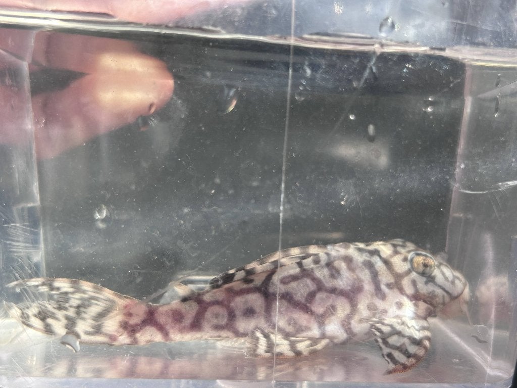 Hypancistrus sp. Seideli | L236, Dieren en Toebehoren, Vis