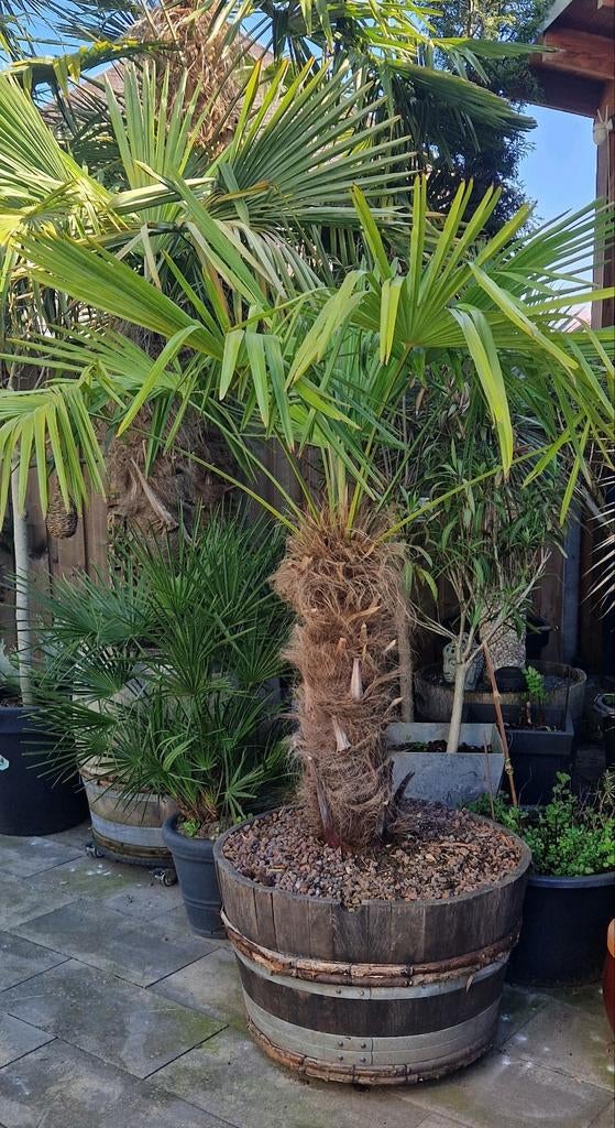 Oude Trachycarpus fortunei 28cm dik in xxl whiskyvat, Ophalen, Vaste plant, Overige soorten, Volle zon