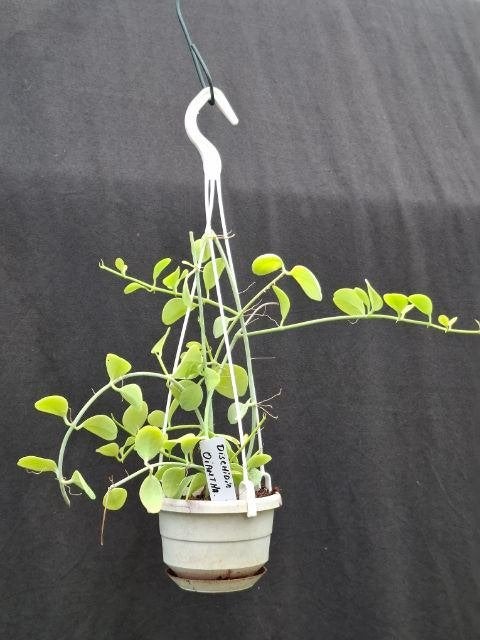 Dischidia oiantha, Overige soorten, Minder dan 100 cm, Bloeiende kamerplant, Halfschaduw