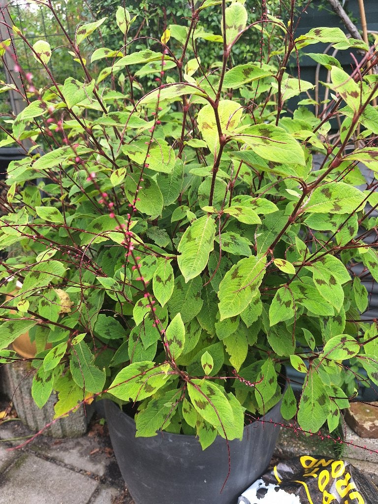 Persicaria Virginiana Filiformis plantjes te koop, Overige soorten, Volle zon, Vaste plant, Ophalen of Verzenden