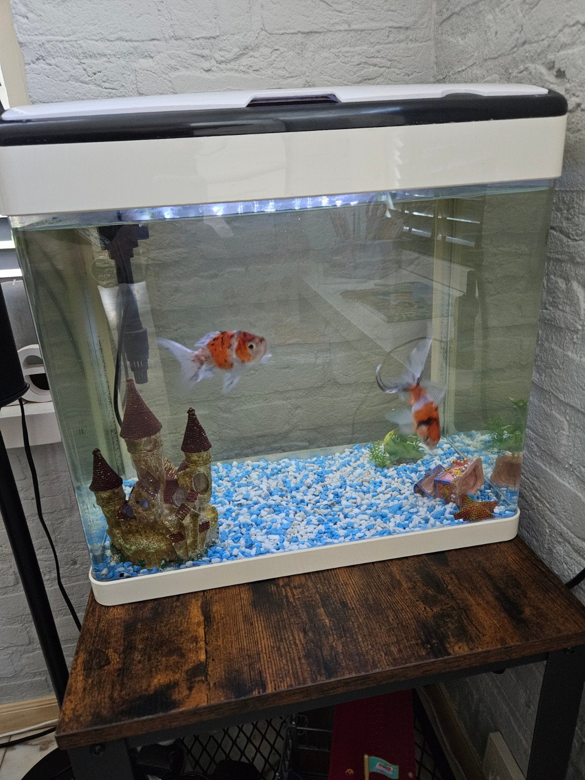 GRATIS! aquarium 50 ltr met 2 vissen, Dieren en Toebehoren, Vissen | Aquaria en Toebehoren, Ophalen, Gevuld zoetwateraquarium