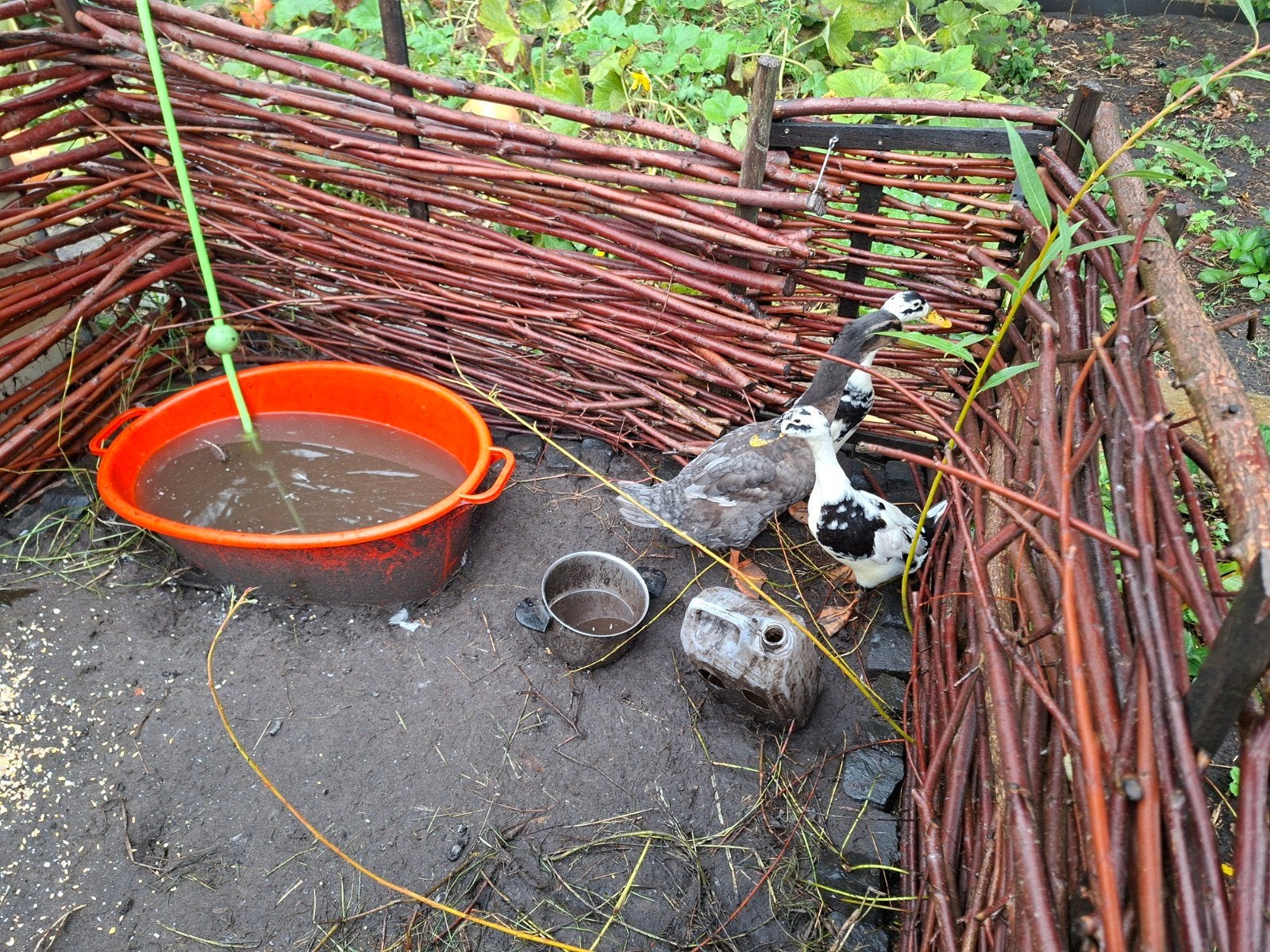 indische loopeenden, Dieren en Toebehoren, Meerdere dieren