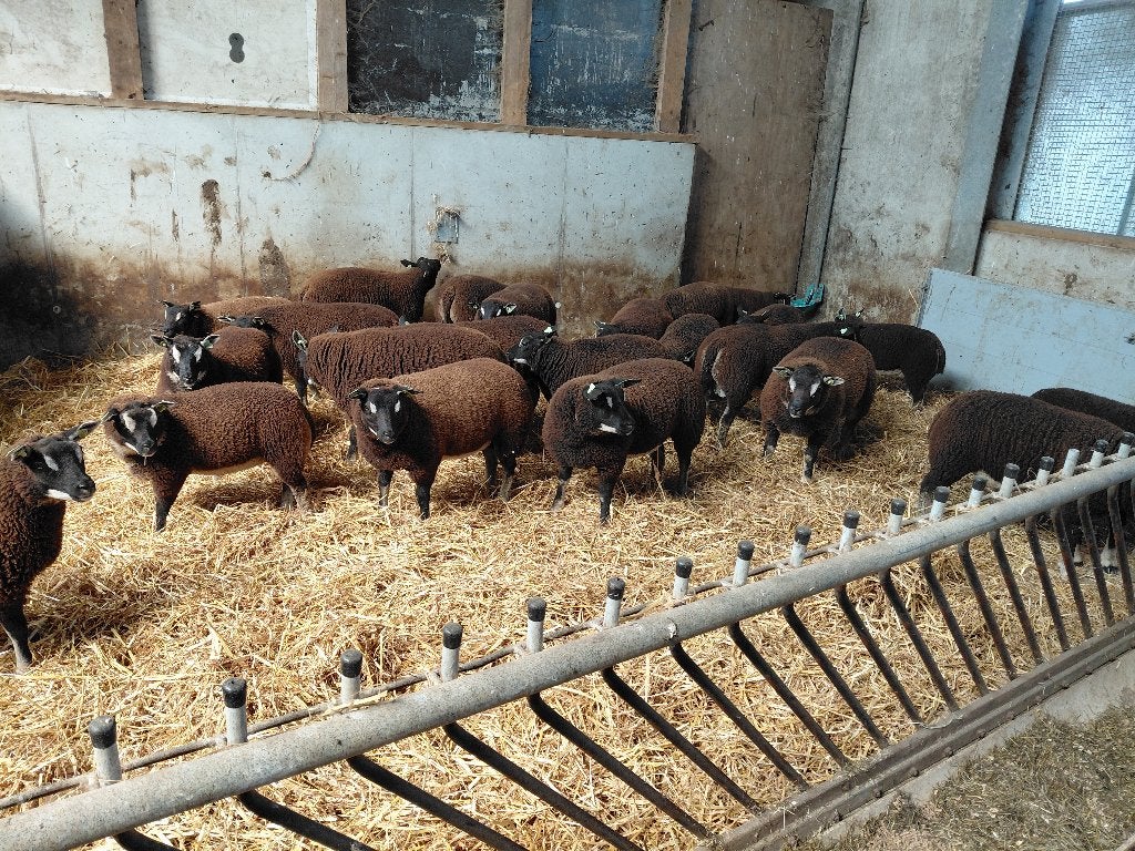 Stamboek Dassenkop ooi/ram lammeren, Meerdere dieren, Schaap, 0 tot 2 jaar