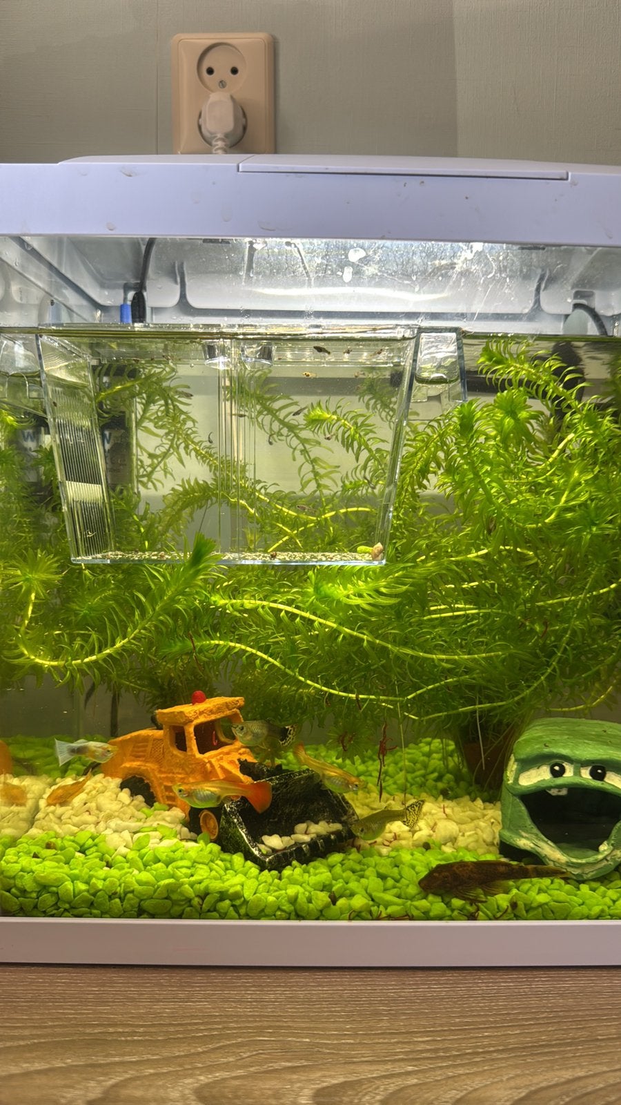 Baby guppy’s, Ophalen, Zo goed als nieuw, Overige typen