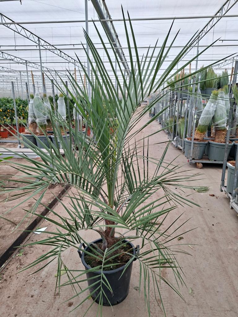 Butia Capitata  - Geleipalm, Ophalen, Overige soorten, Volle zon