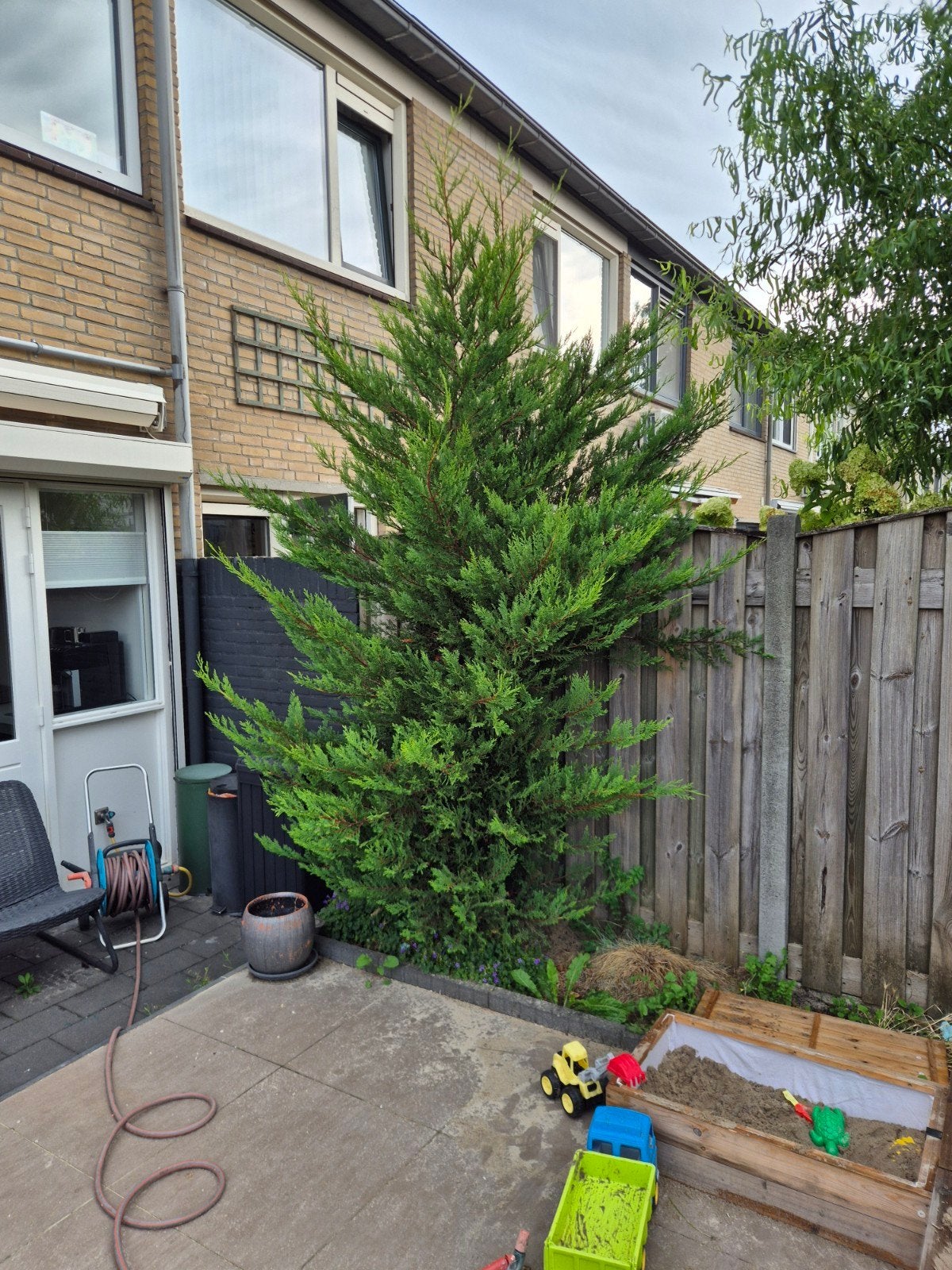 gratis afhalen 2 CONIFEREN, Tuin en Terras, Bloeit niet, Overige soorten, 400 cm of meer, Ophalen