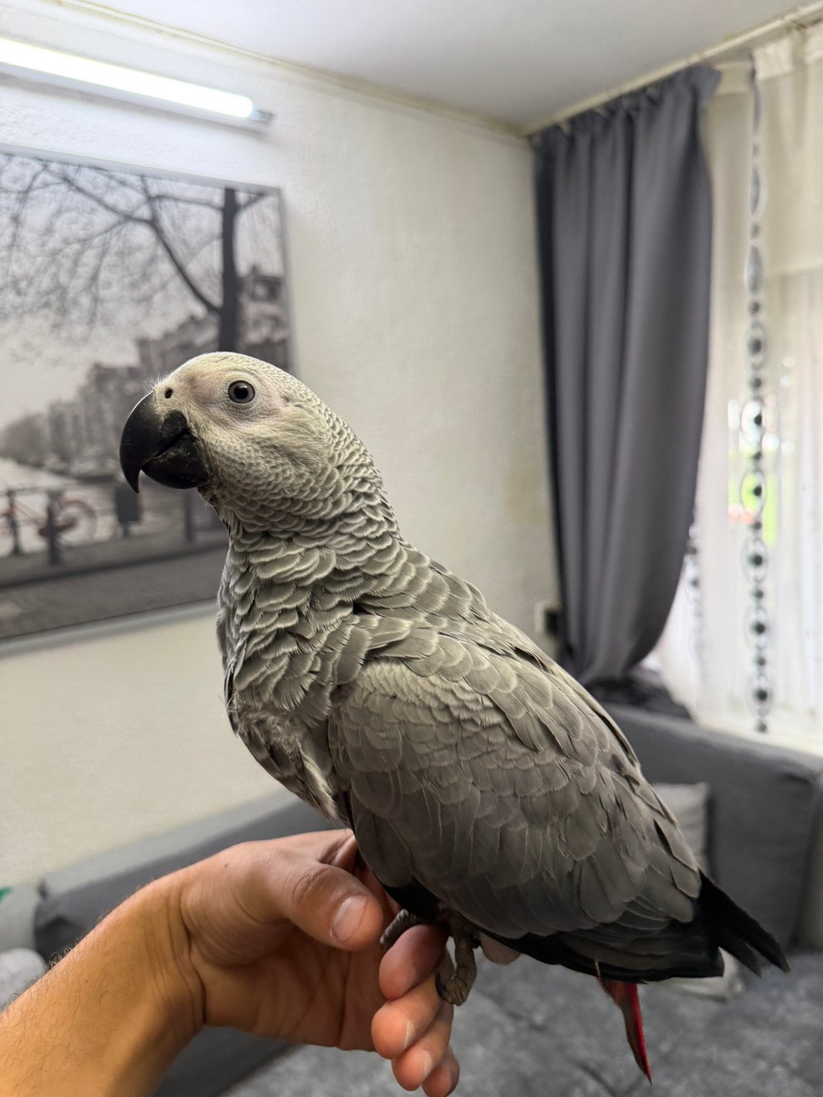 Jonge grijze roodstaart handtam en zelfstandig, Dieren en Toebehoren, Vogels | Parkieten en Papegaaien, Mannelijk, Papegaai, Pratend