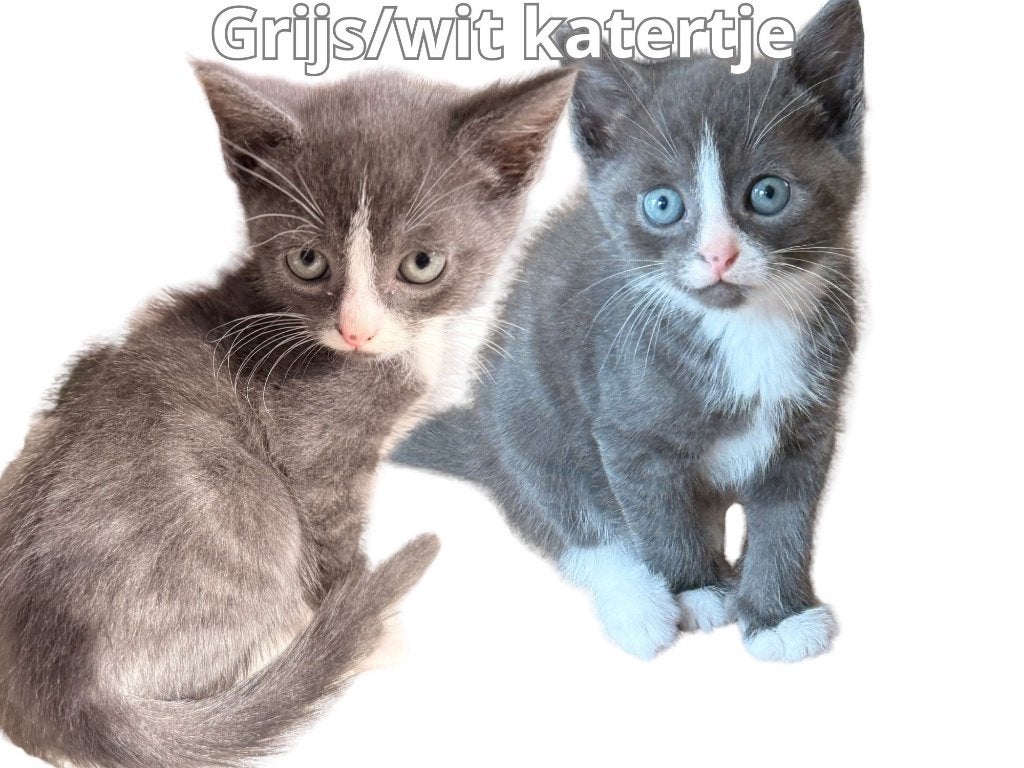 Prachtige Britse korthaar mix kittens, Dieren en Toebehoren, Katten en Kittens | Raskatten | Korthaar, Meerdere dieren, Ontwormd