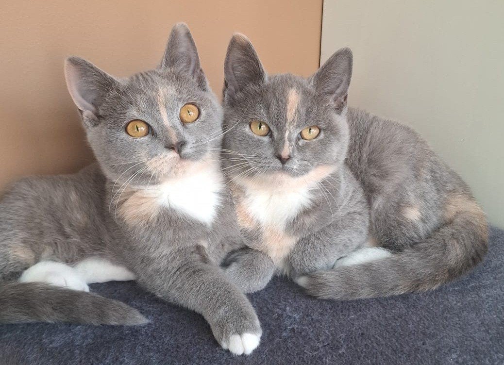 Britse korthaar kittens mogen verhuizen nog 2 poesjes, Dieren en Toebehoren, Meerdere dieren, Ontwormd, 0 tot 2 jaar
