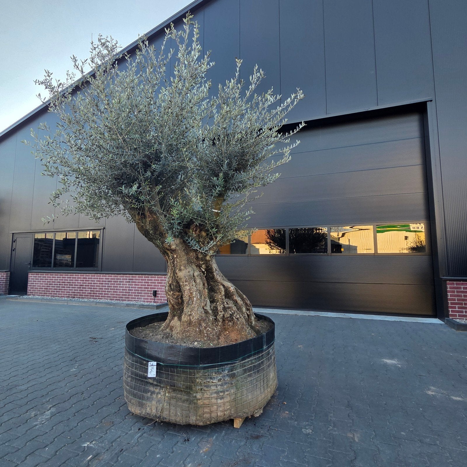 Olea Europaea rustico olijfbomen te koop, Tuin en Terras, Planten | Bomen, Ophalen, Volle zon, Olijfboom, 100 tot 250 cm