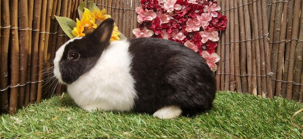 Kleurdwerg hollander dwergkonijn vrouwtje, Dieren en Toebehoren, Konijnen, Dwerg, Vrouwelijk