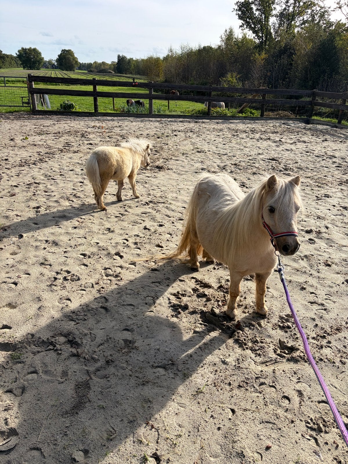 Te koop merrie met veulen, Dieren en Toebehoren, Merrie