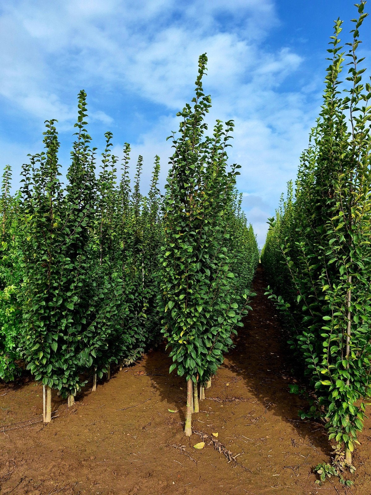 Carpinus betulus 'Fastigiata' 🌿 zuilboom, Tuin en Terras, Planten | Bomen, Ophalen, Volle zon, Overige soorten