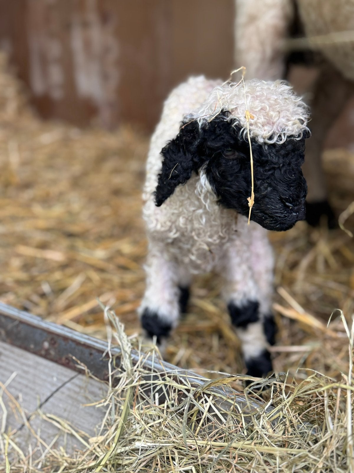 Ooi lam maart ‘26 correct getekent, Vrouwelijk, Schaap, 0 tot 2 jaar
