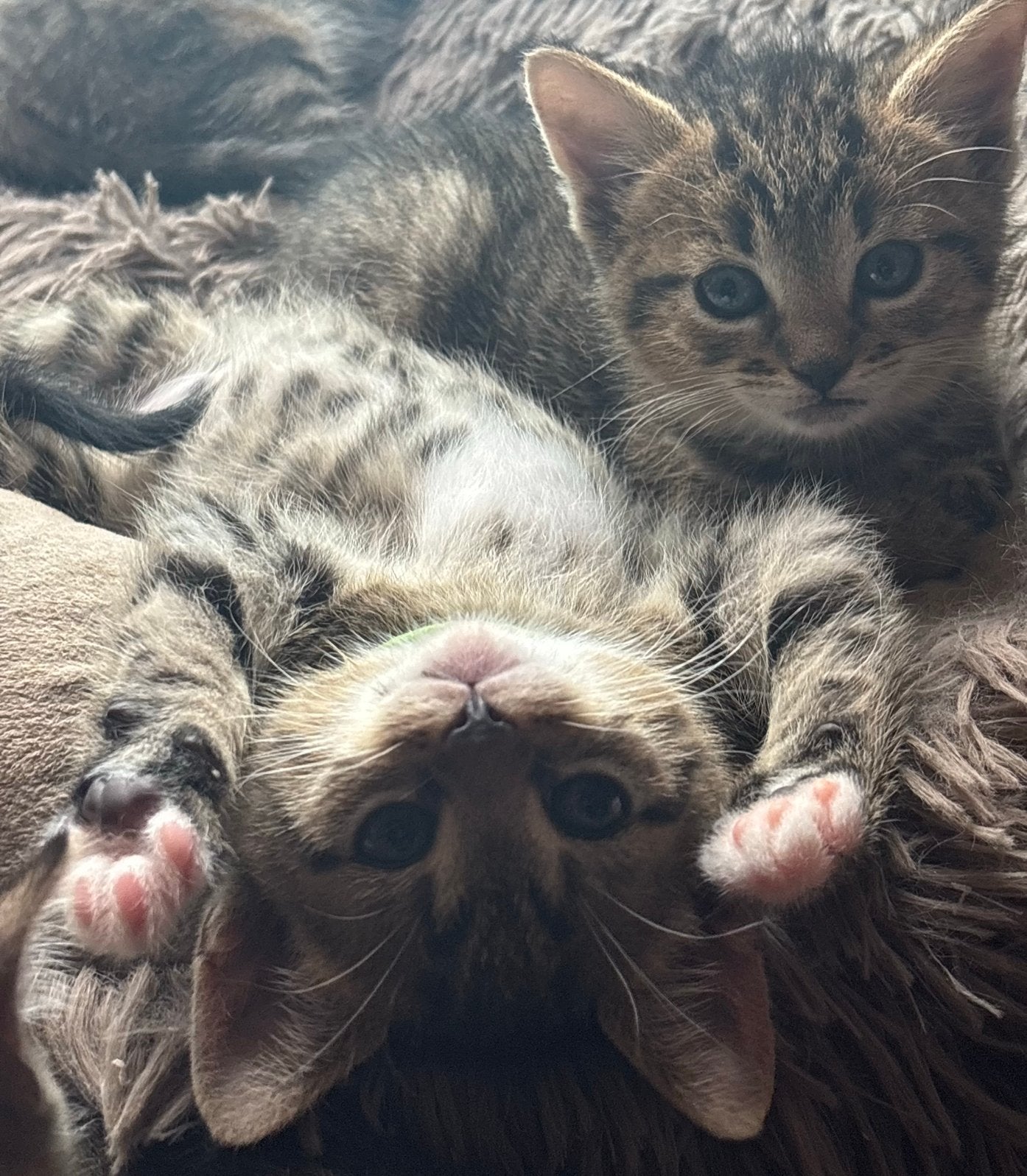 Lieve kittens ( moeder half bengaal / europese korthaar  ), Dieren en Toebehoren, Katten en Kittens | Overige Katten, Poes