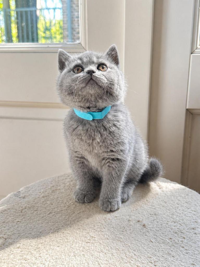 Prachtige Britse Korthaar kitten -nog 1 katertje beschikbaar, Meerdere dieren