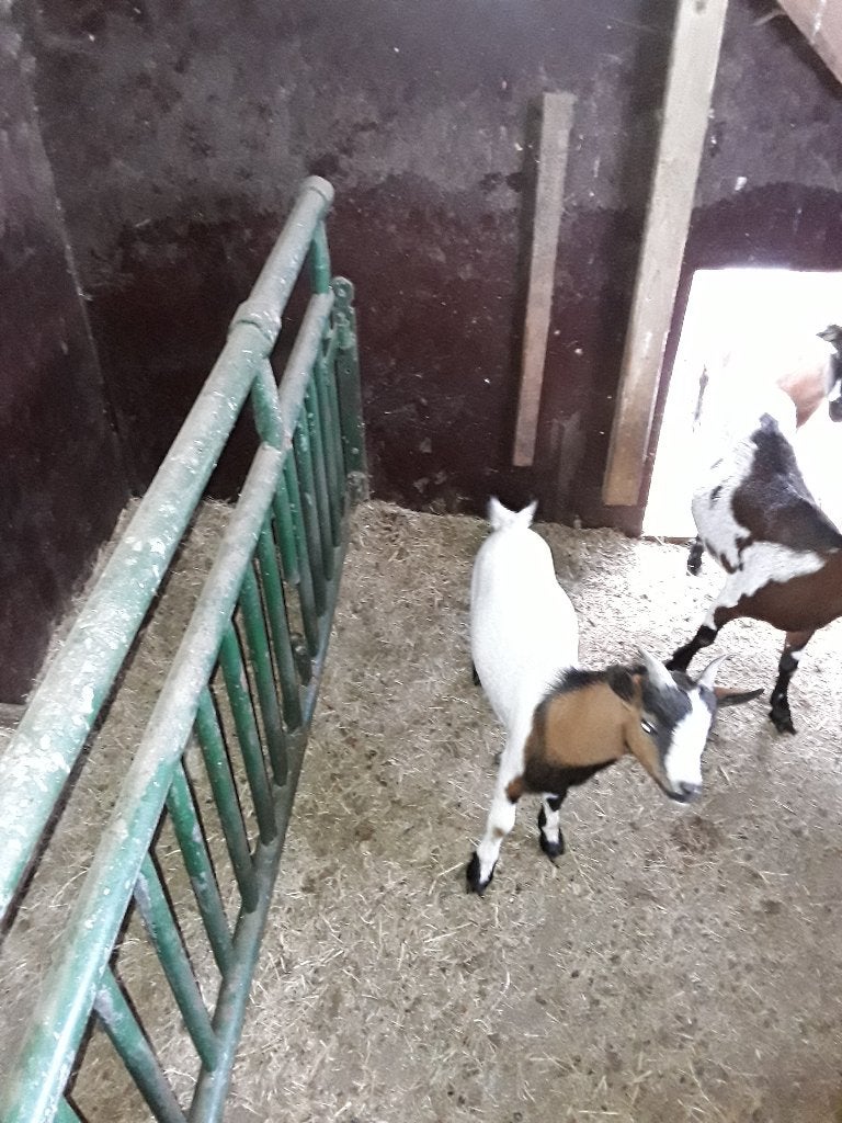 jong bokje, Dieren en Toebehoren, Mannelijk, Geit, 0 tot 2 jaar