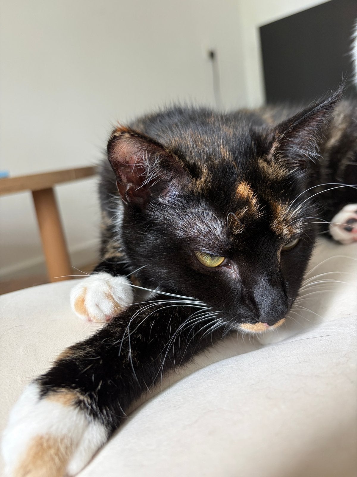 Twee lieve binnenkatten zoeken samen een nieuw thuis, Meerdere dieren, Kortharig, 0 tot 2 jaar