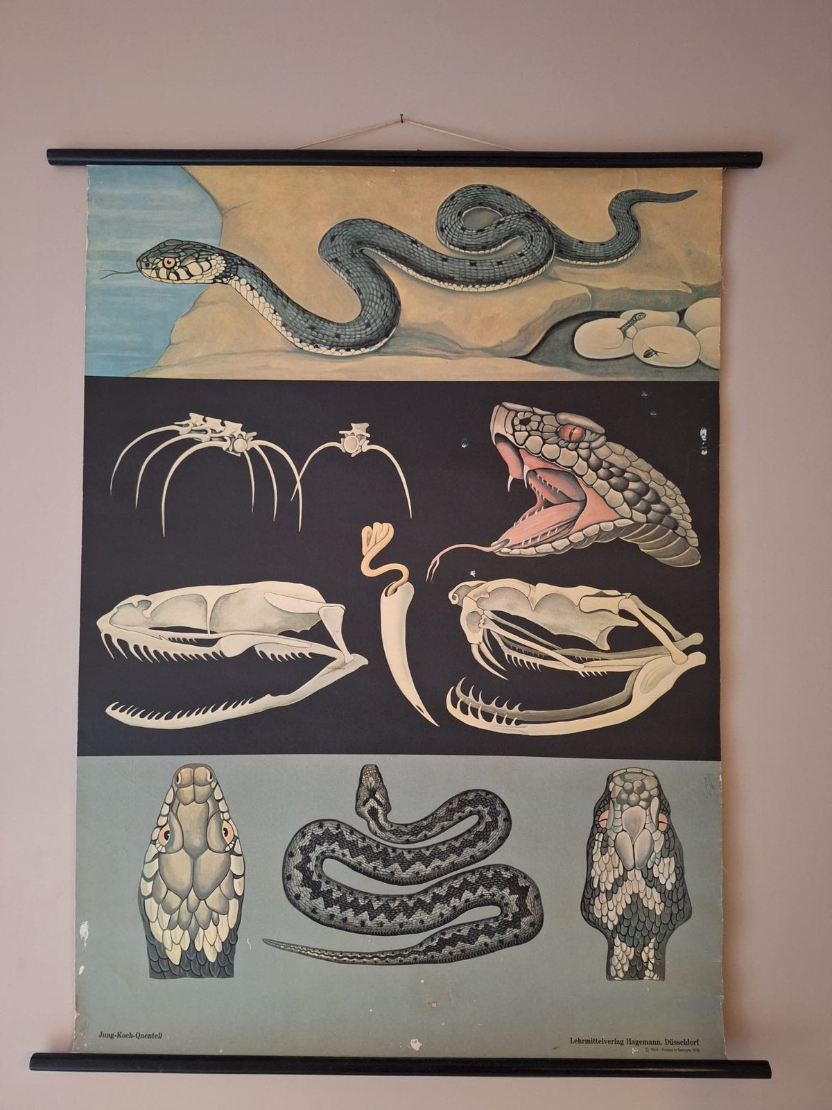 Zeldzame vintage schoolplaat Slang -Jung Koch Quentell 1972, Ophalen of Verzenden, Natuur en Biologie