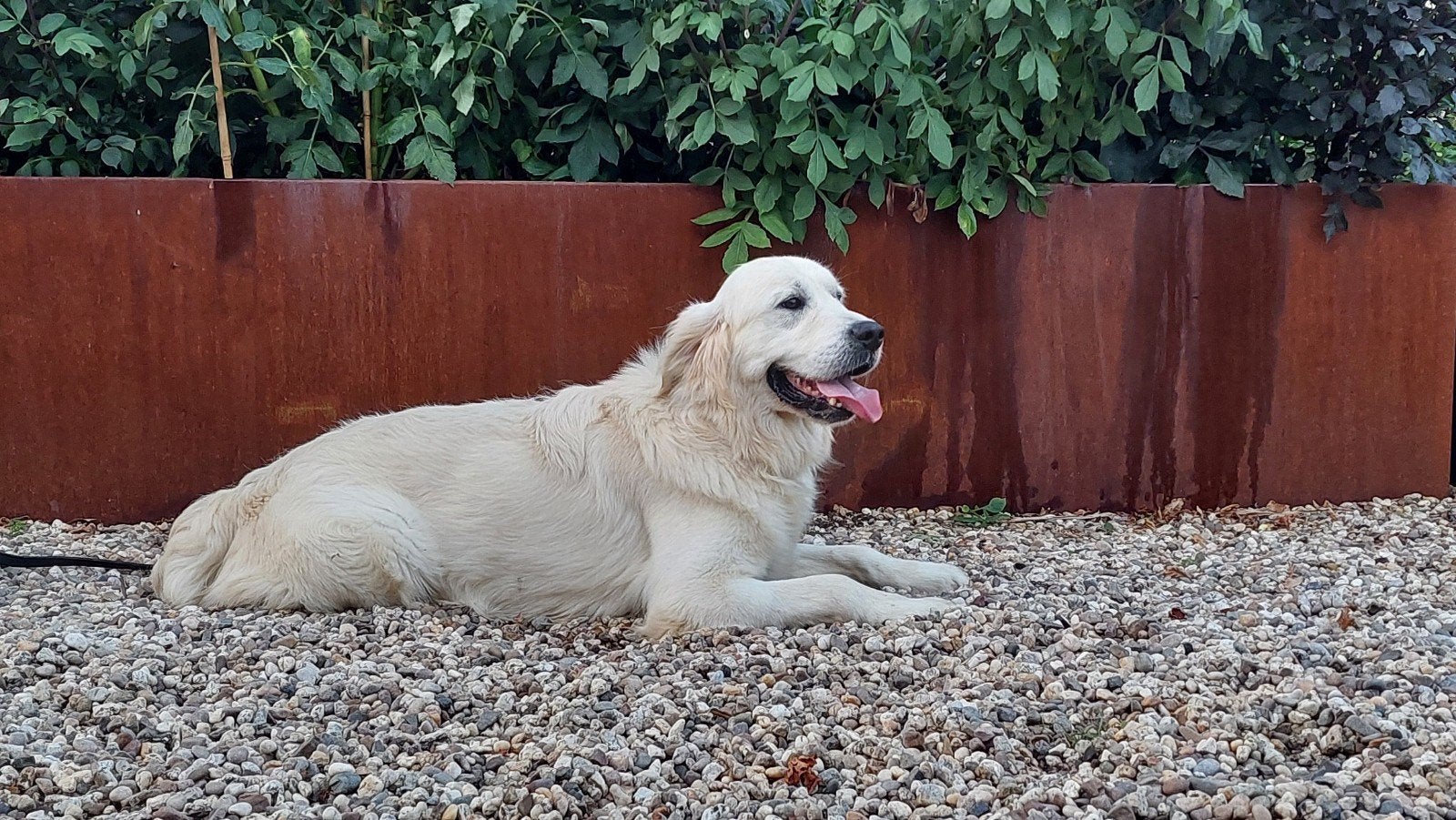 Prachtige Golden Retriever dekreu met fci stamboom., Dieren en Toebehoren, Reu, 1 tot 2 jaar, Meerdere, CDV (hondenziekte)