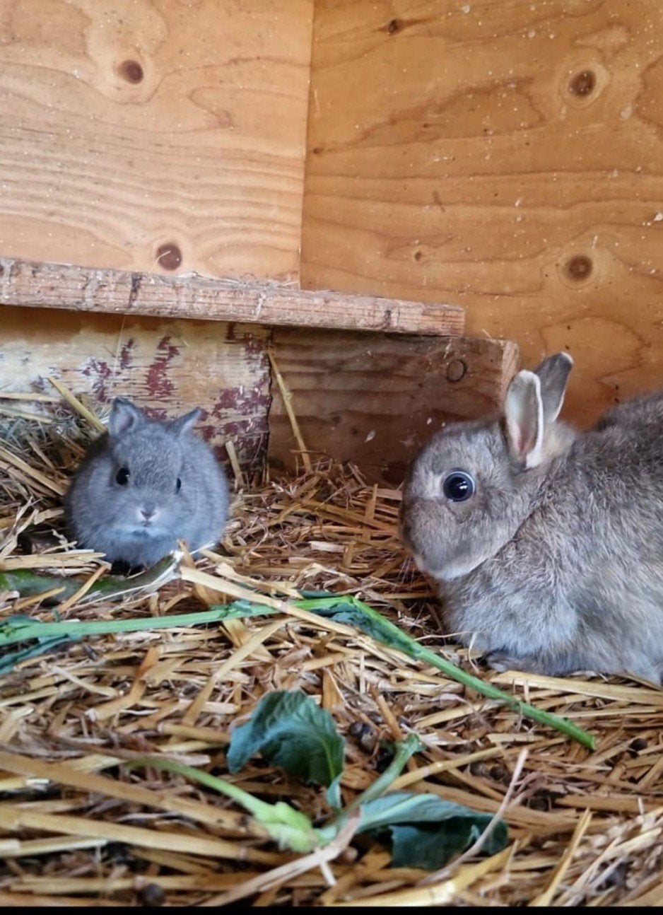 Super lieve mini baby konijntjes mogen verhuizen, Meerdere dieren, Dwerg, 0 tot 2 jaar