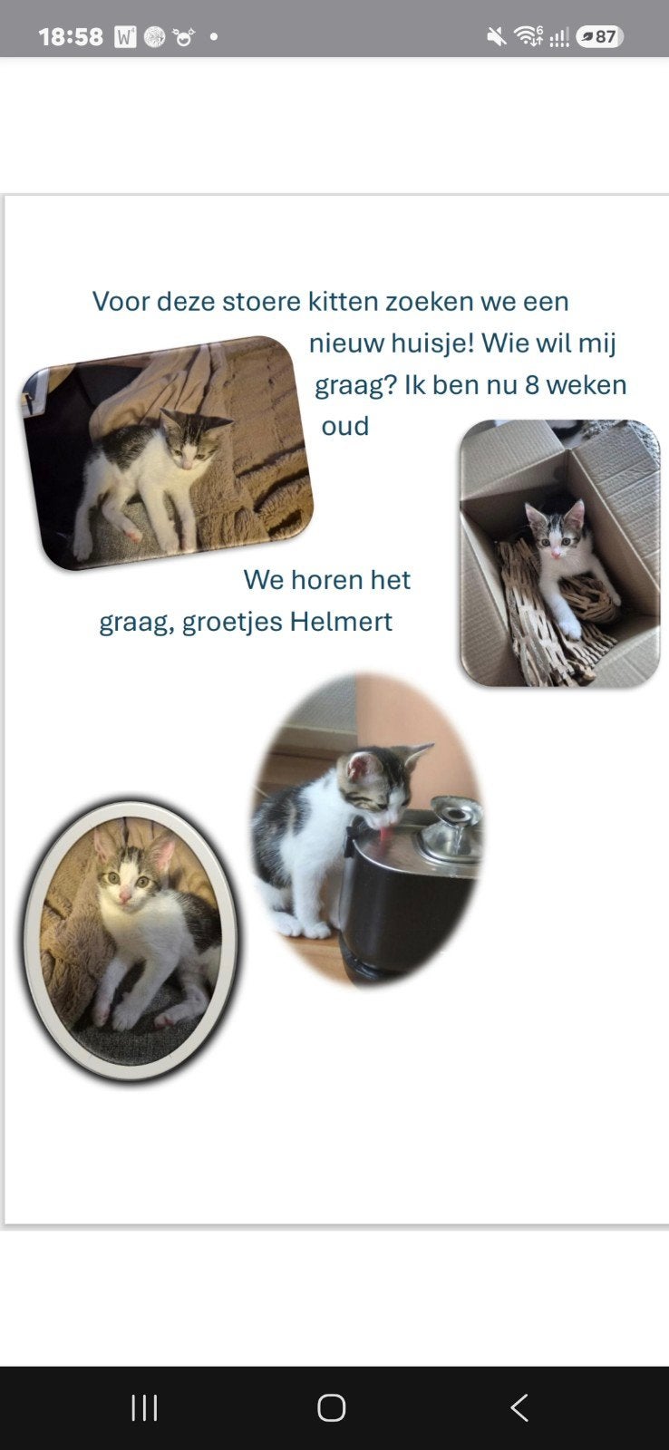 kitten jongen, Dieren en Toebehoren