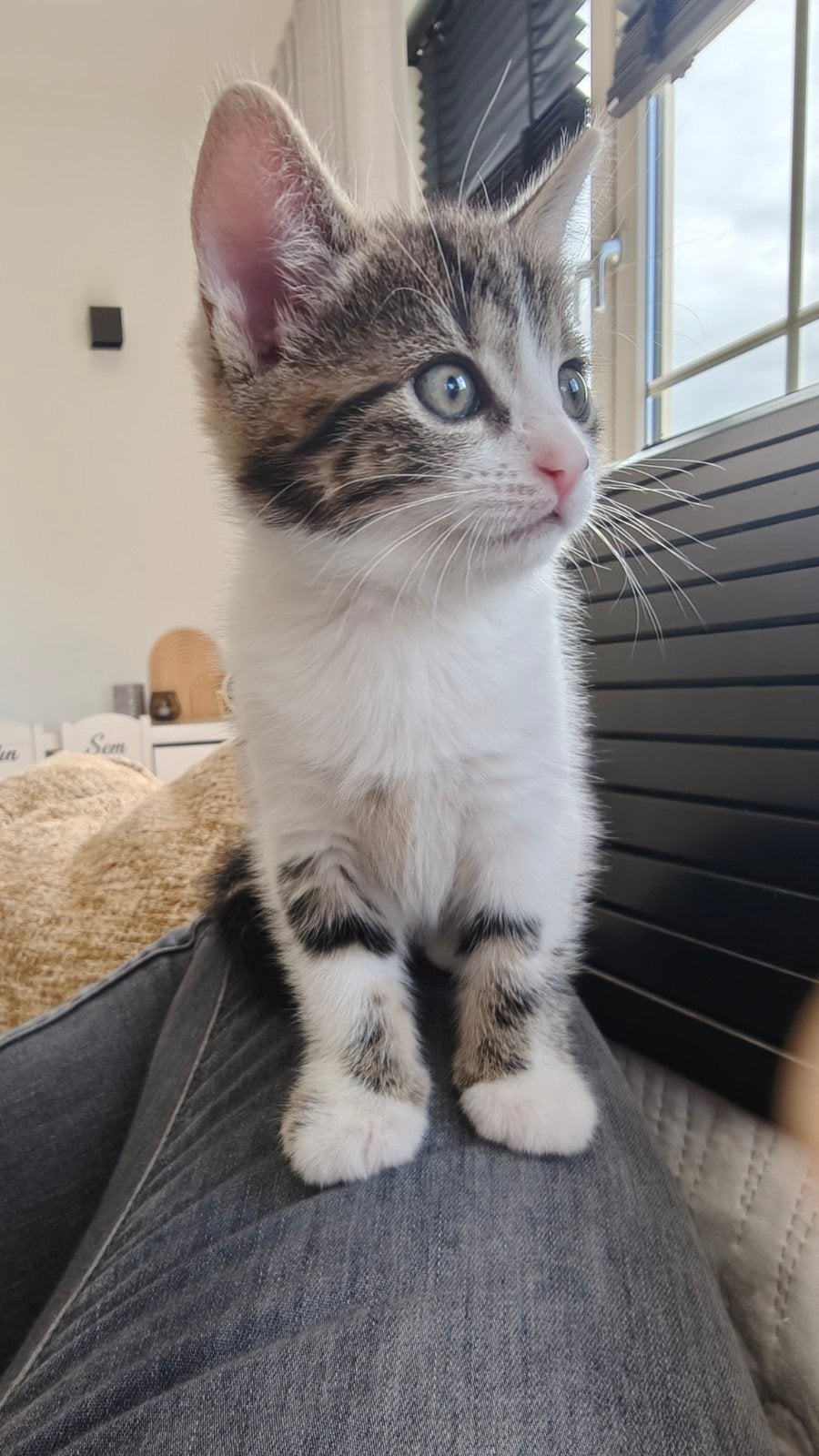 4 prachtige, lieve kittens (Alleen poesje 2 nog beschikbaar), Meerdere dieren