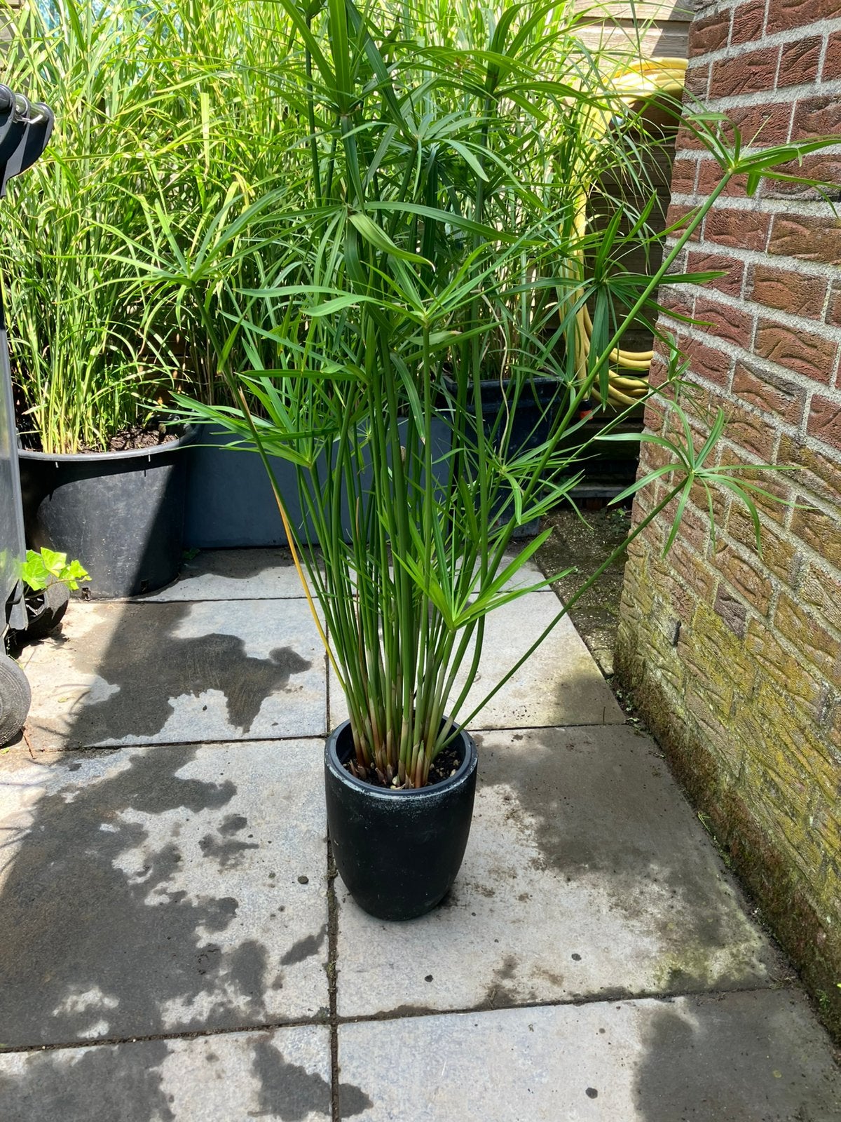 Parapluplant, Tuin en Terras, Ophalen, Volle zon, Vaste plant, Bloeit niet