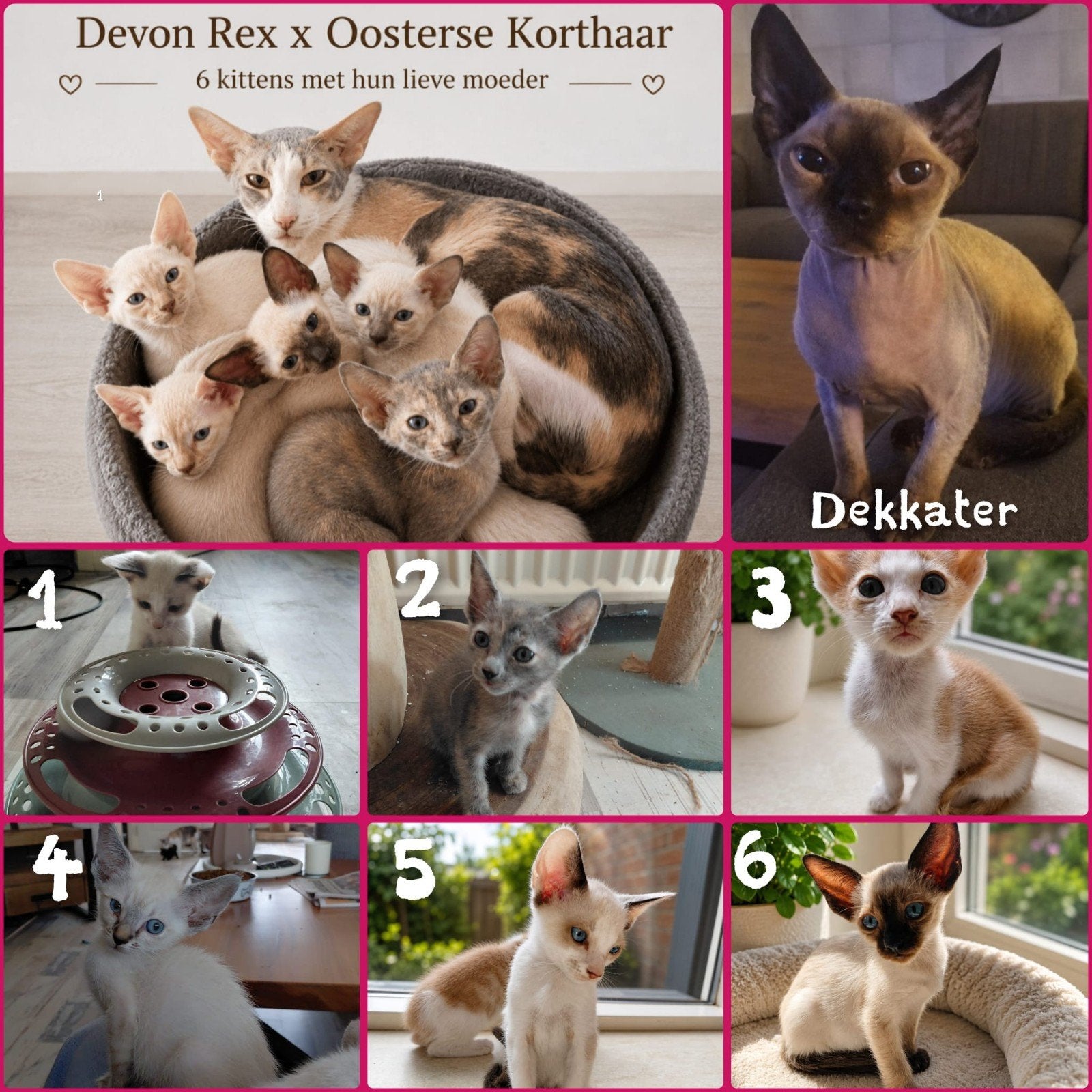 Oosterse Korthaar x Devon Rex kittens, Dieren en Toebehoren, Katten en Kittens | Overige Katten, Meerdere dieren