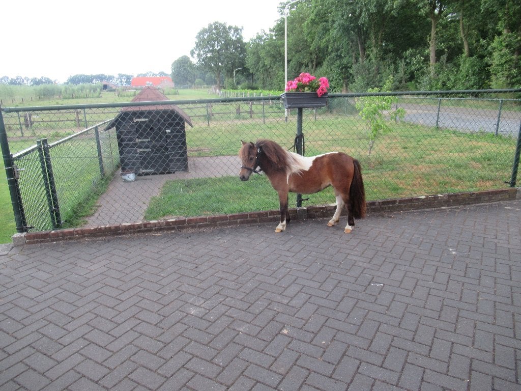 2 prachtige minipaardjes Merries, Merrie, Dressuurpony, 0 tot 2 jaar, A pony (tot 1.17m)