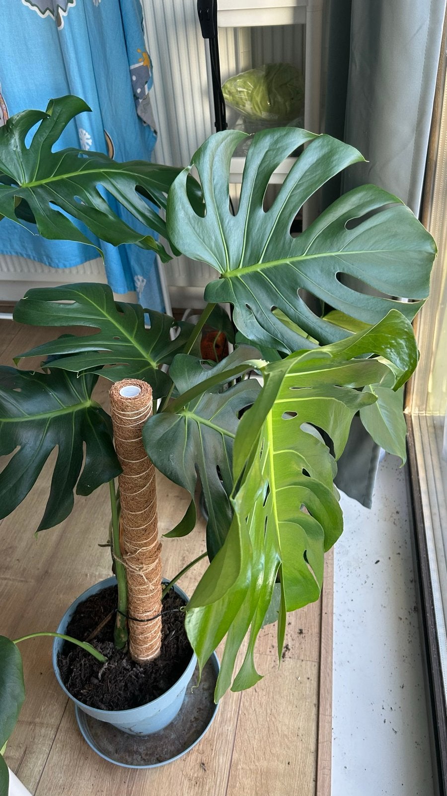 Grote Monstera Deliciosa - Kamerplant, Vaste plant, Bloeit niet, Halfschaduw, Ophalen