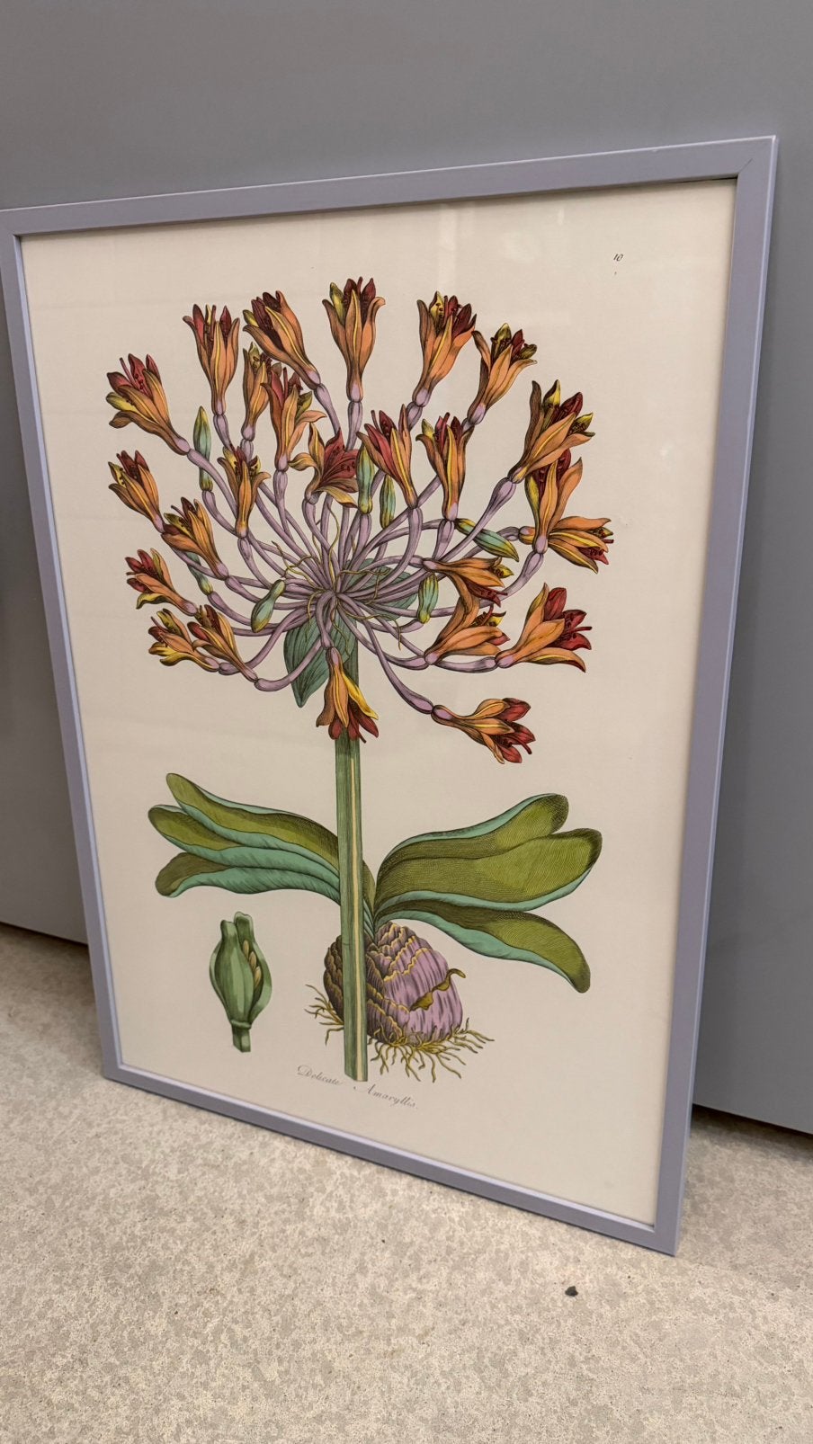 💕 Toffe fotolijst ‘Lavender’ met amaryllis - ophalen Rdam, Ophalen