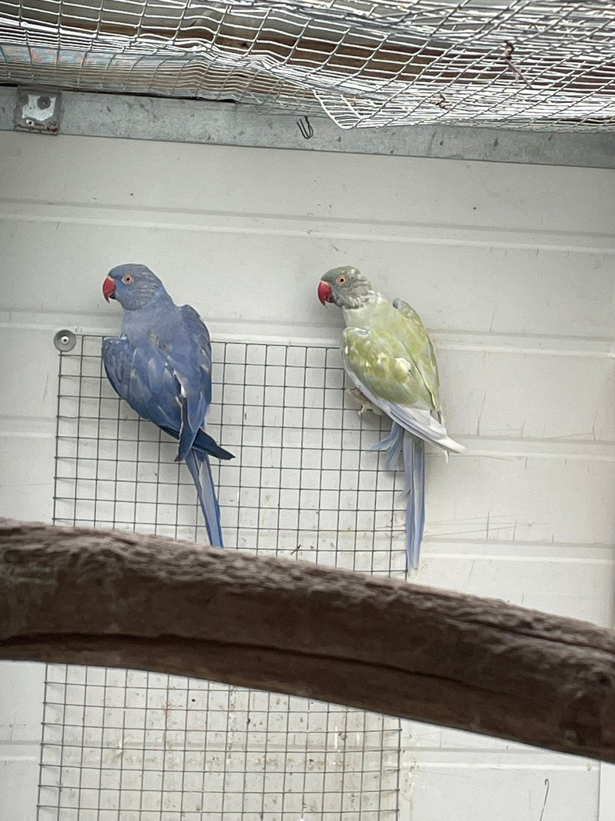 Kweekpaar halsbanden, Dieren en Toebehoren, Meerdere dieren, Parkiet