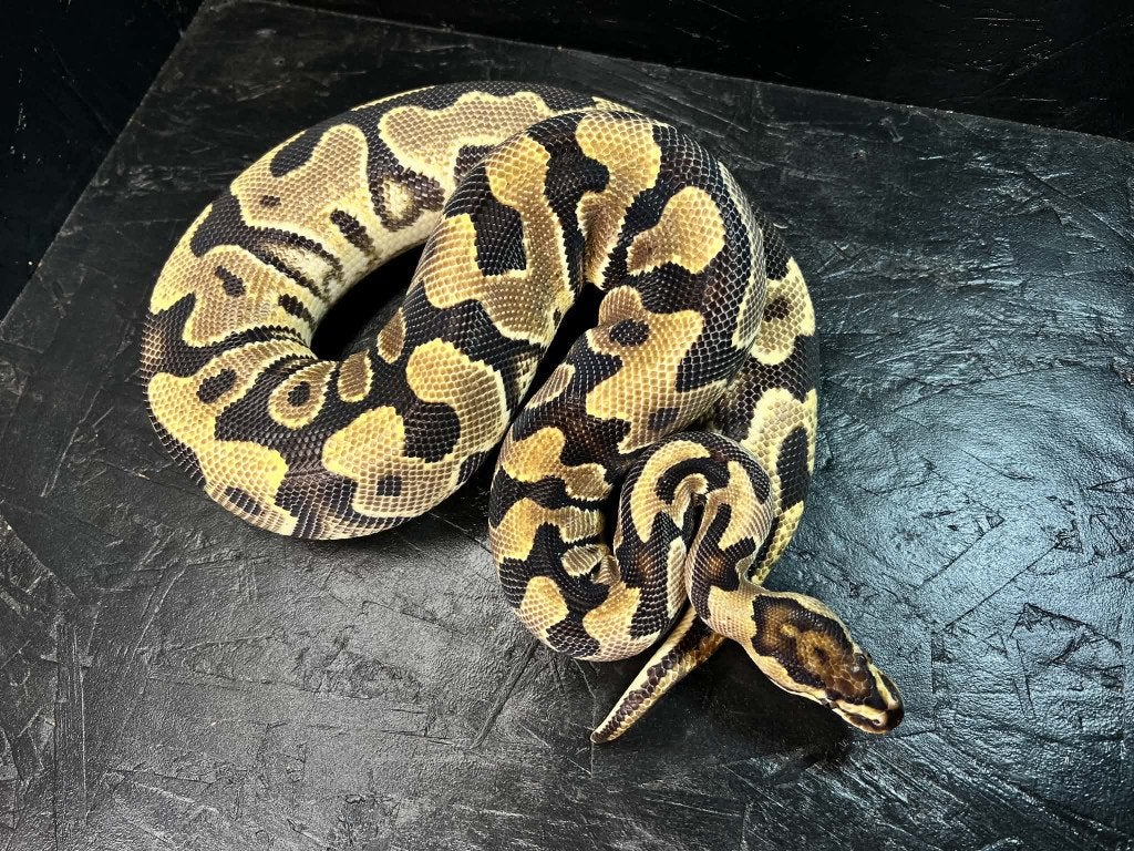 Ball python 0.1 Yb fire het cryptic (Houten), Dieren en Toebehoren, Slang, Tam, 0 tot 2 jaar